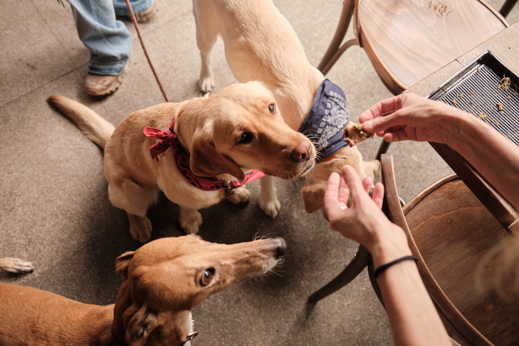 Doggy Pizza si catei fericiti